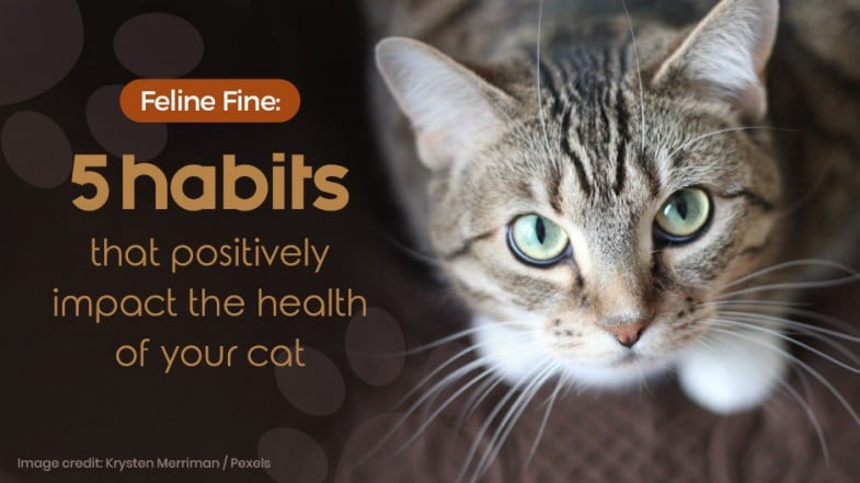 Close-up of a tabby cat with green eyes beside text that reads, “Feline Fine: 5 habits that positively impact the health of your cat.”.