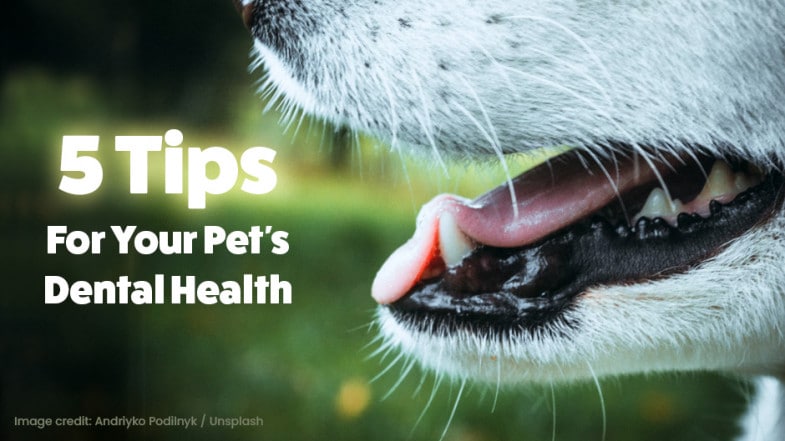 Close-up of a dog’s mouth with visible teeth and tongue, alongside text: “5 Tips For Your Pet’s Dental Health” on a blurred green background.