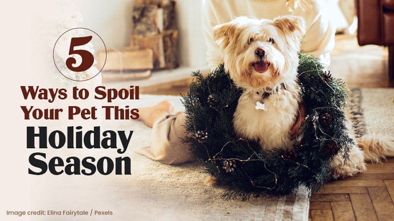 A fluffy dog sits with a holiday wreath around its neck next to a person on the floor. Text reads: “5 Ways to Spoil Your Pet This Holiday Season.”.