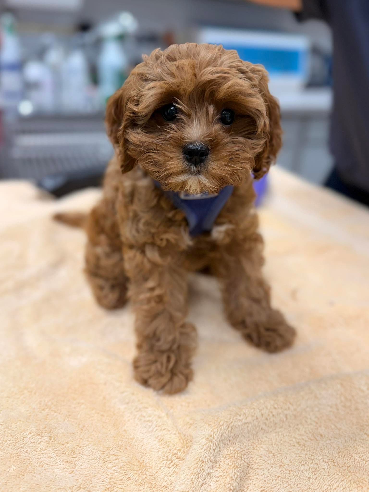 Small brown curly-haired puppy wearing a blue harness sits on a light-colored towel with a blurred background.