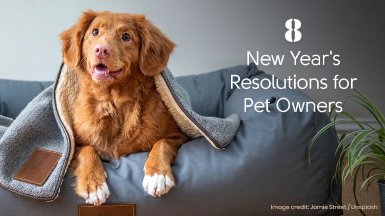 A brown dog with a blanket sits on a gray bed. Text reads: “8 New Year’s Resolutions for Pet Owners.”.