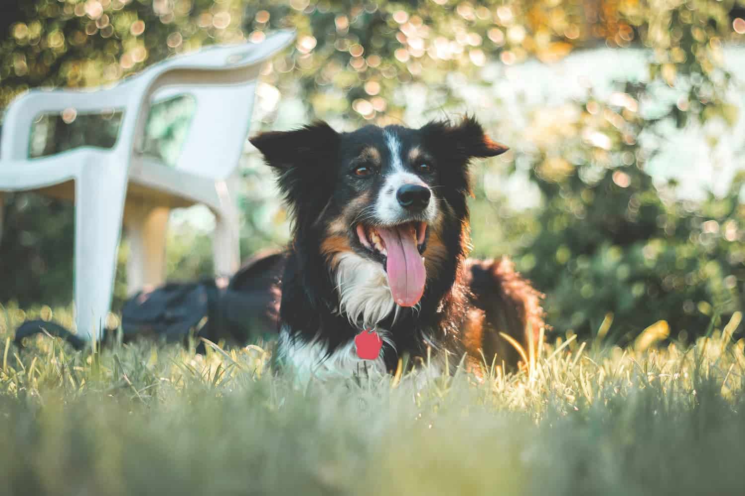 A black and white dog with its tongue out lies on grass near a white plastic chair, with sunlight filtering through trees in the background.