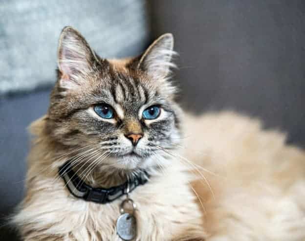 A fluffy cat with blue eyes and a collar with tags sits indoors, looking slightly to the side.