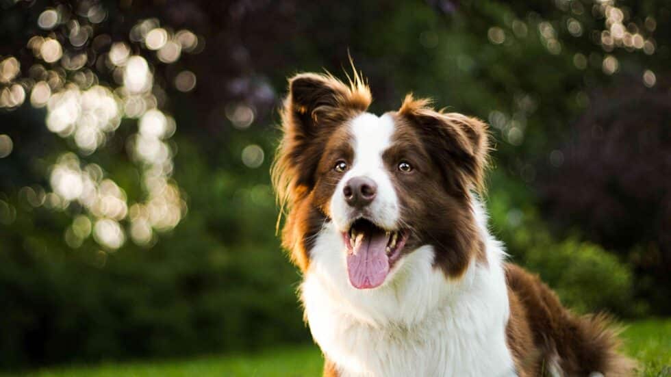 A brown and white dog with its mouth open sits outside on grass, with blurred green foliage in the background.