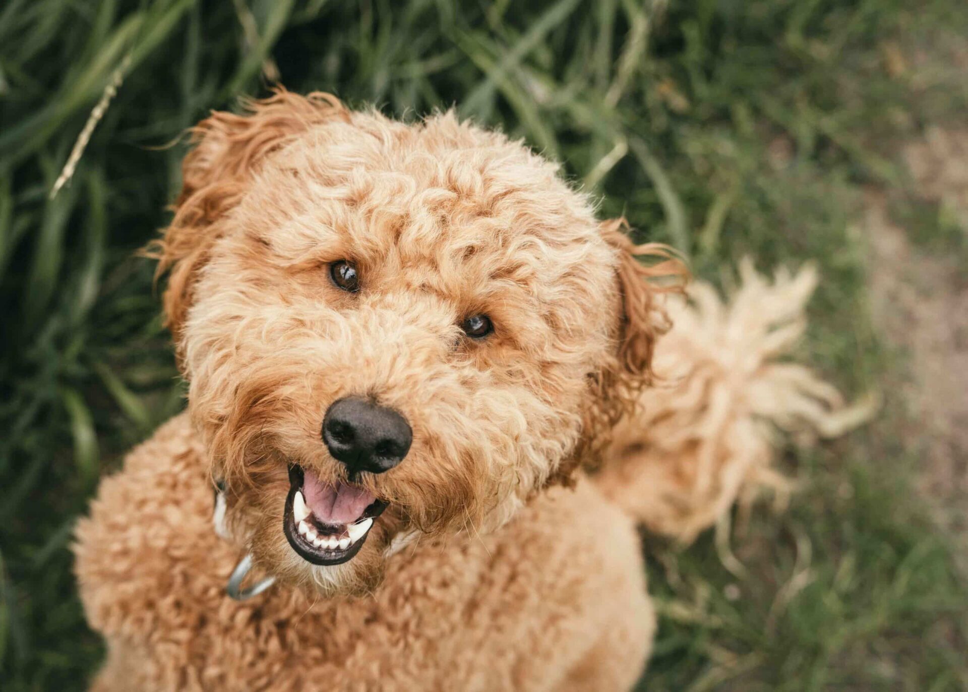 A curly-haired tan dog with a collar sits on grass, looking up at the camera with an open mouth and bright eyes.