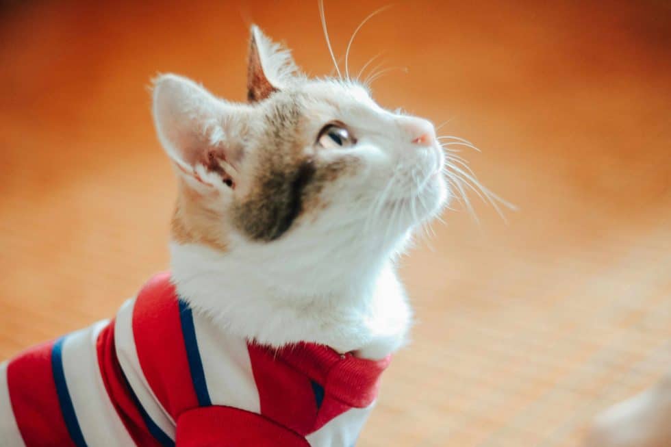 A cat wearing a red, white, and blue striped sweater looks upward against a blurred orange background.