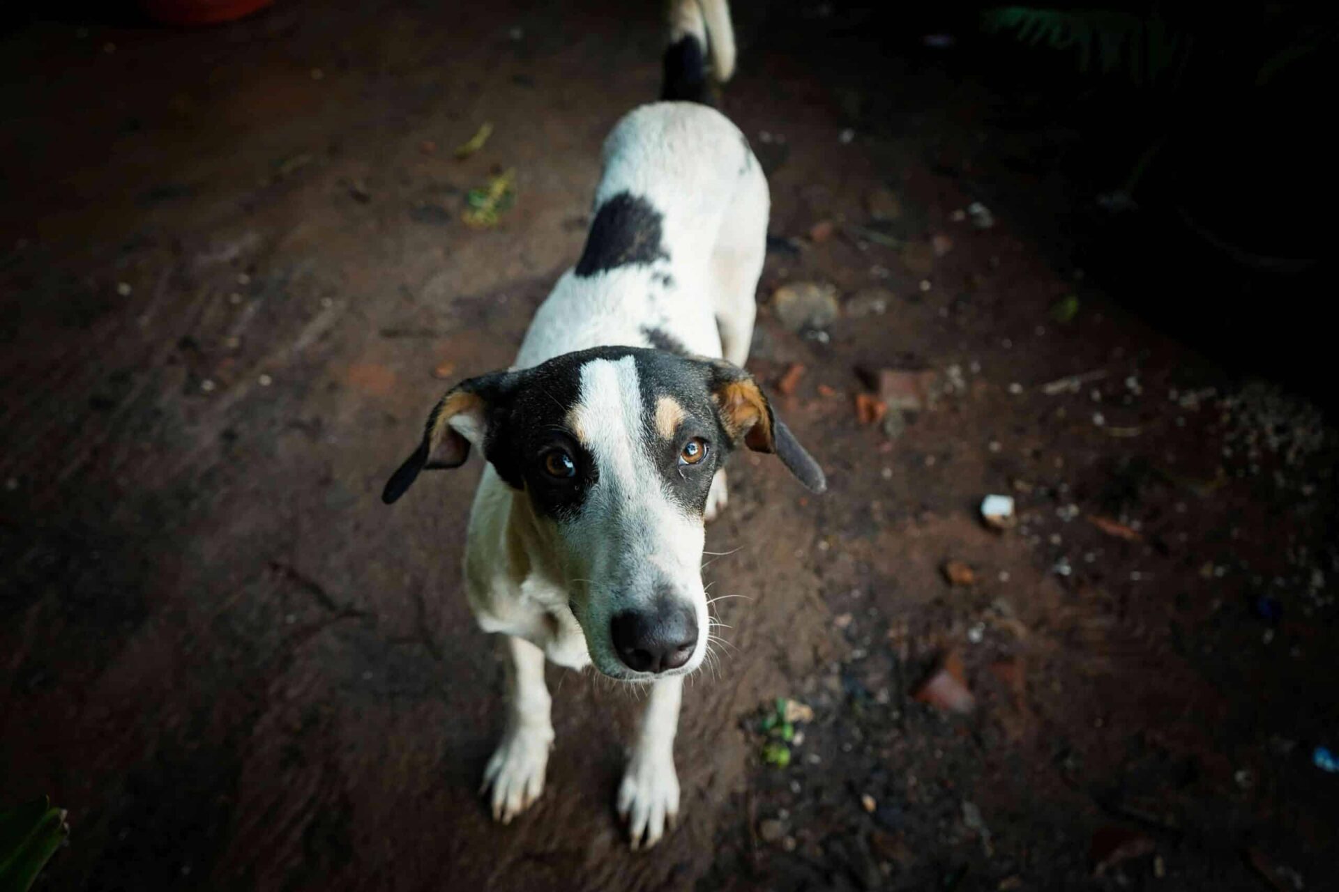 A black and white dog with pointy ears stands on a dirt ground, looking up toward the camera.