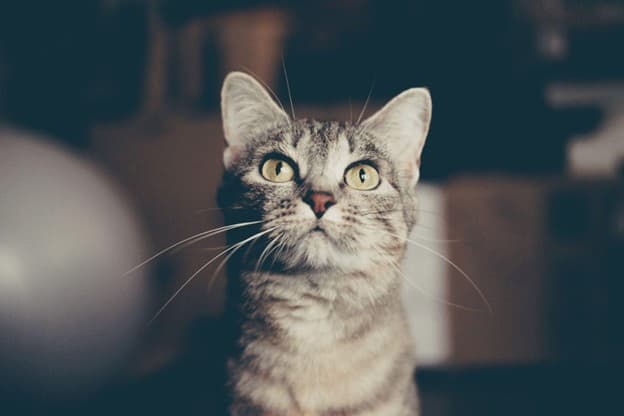 A close-up of a gray tabby cat with yellow eyes looking slightly upward, set against a blurred indoor background.