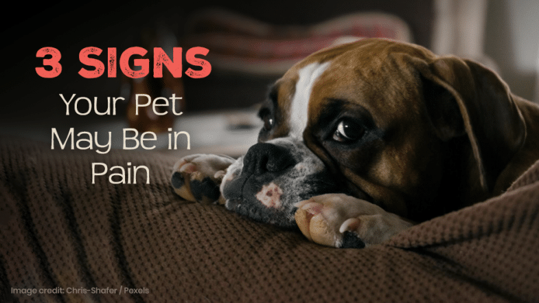 A sad-looking dog rests its head on a brown couch, next to text that reads “3 Signs Your Pet May Be in Pain.”.