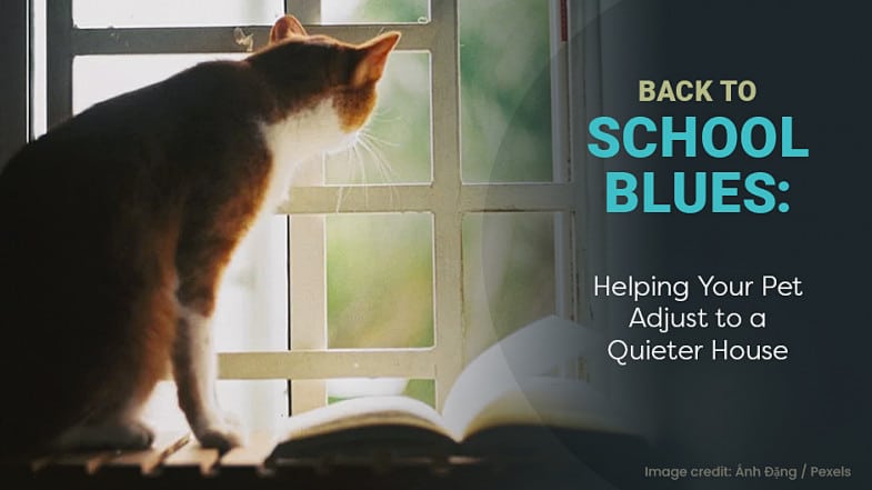 A cat sits by a window looking outside, with text: “Back to School Blues: Helping Your Pet Adjust to a Quieter House.”.