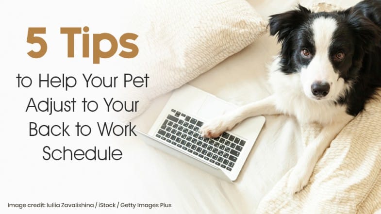 Black and white dog lies on a bed next to an open laptop, next to text that reads, “5 Tips to Help Your Pet Adjust to Your Back to Work Schedule.”.