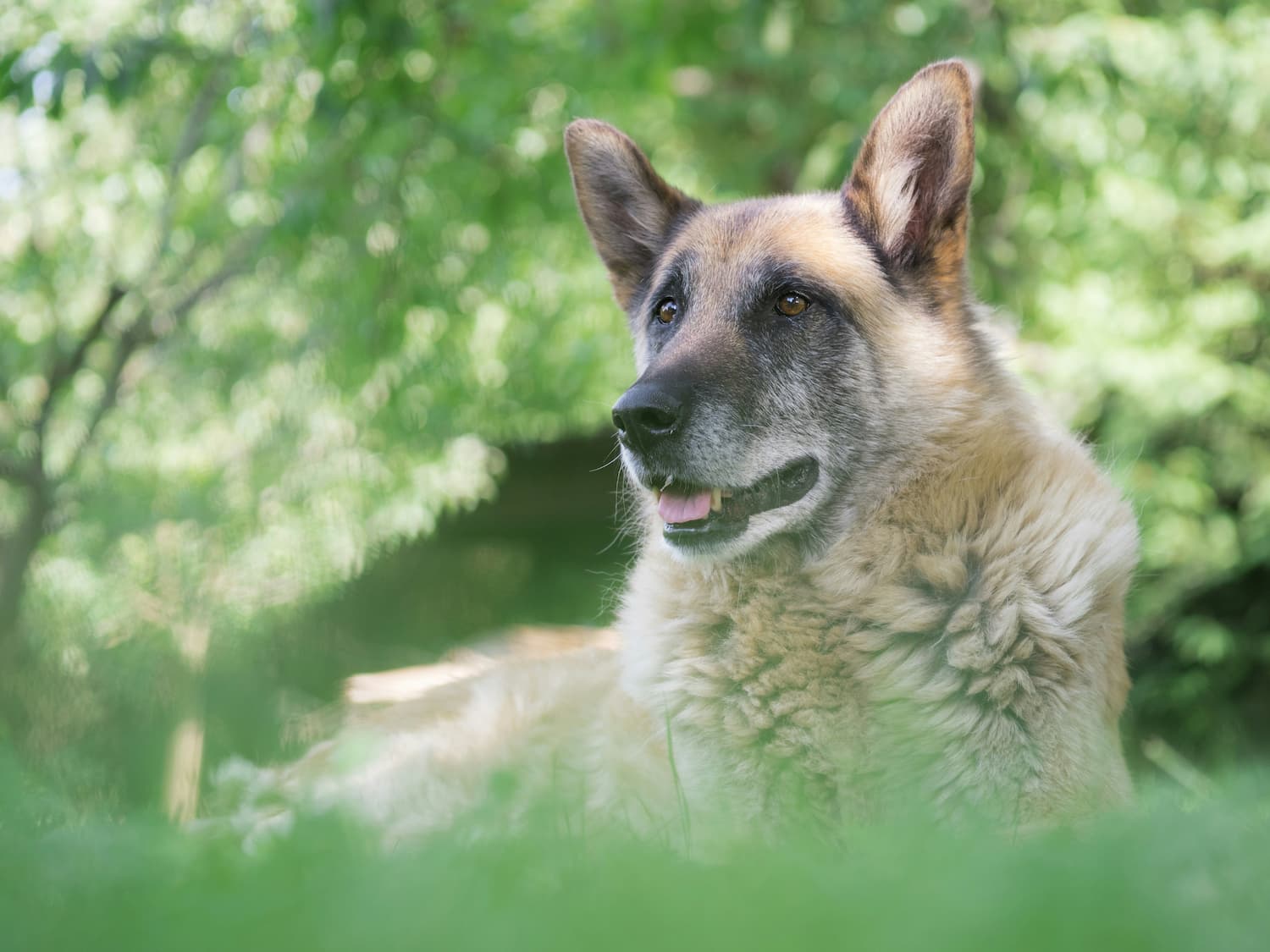A German Shepherd dog lies on grass outdoors with green foliage in the background, looking alert and relaxed.