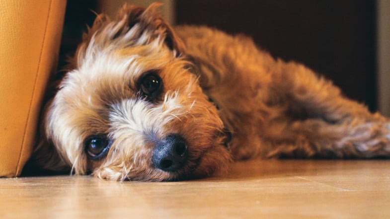 A small brown dog with wiry fur lies on a wooden floor, resting its head and looking toward the camera.