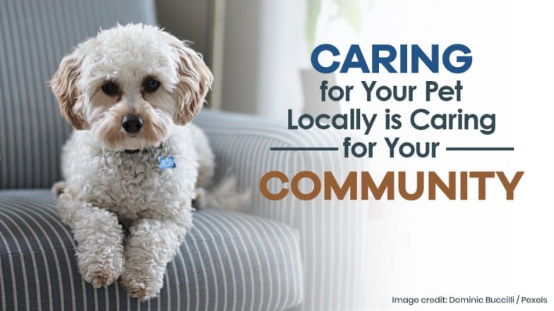 Small curly-haired dog sits on a striped chair next to text that says, “Caring for Your Pet Locally is Caring for Your Community.” Plant in the background.