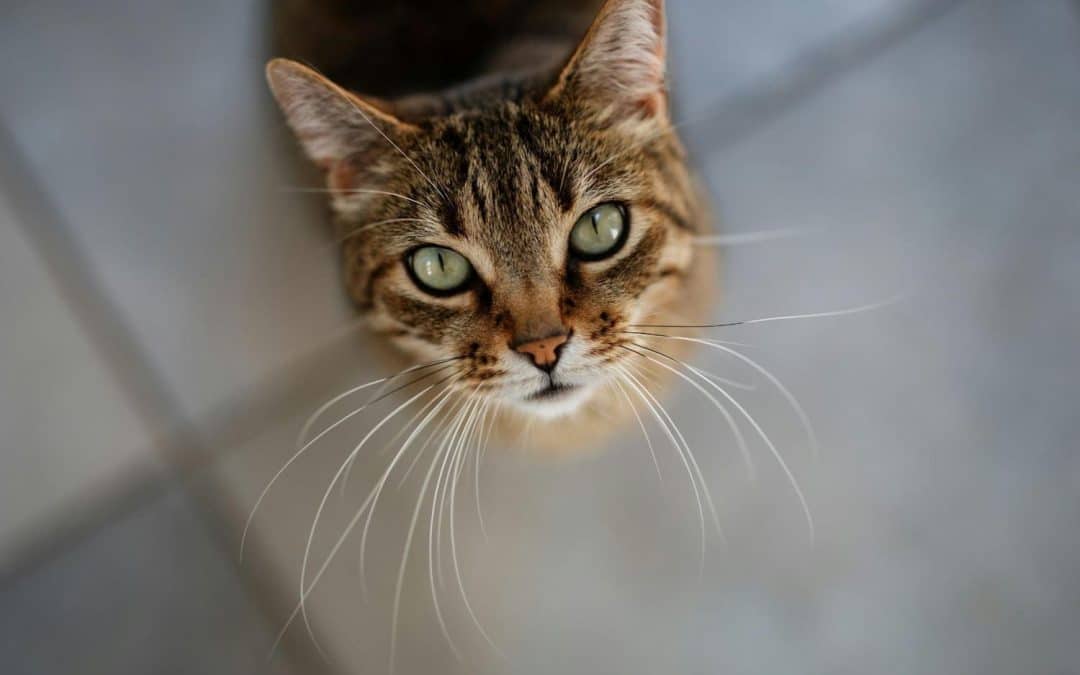 Brown tabby cat with green eyes looks up, sitting on a tiled floor.