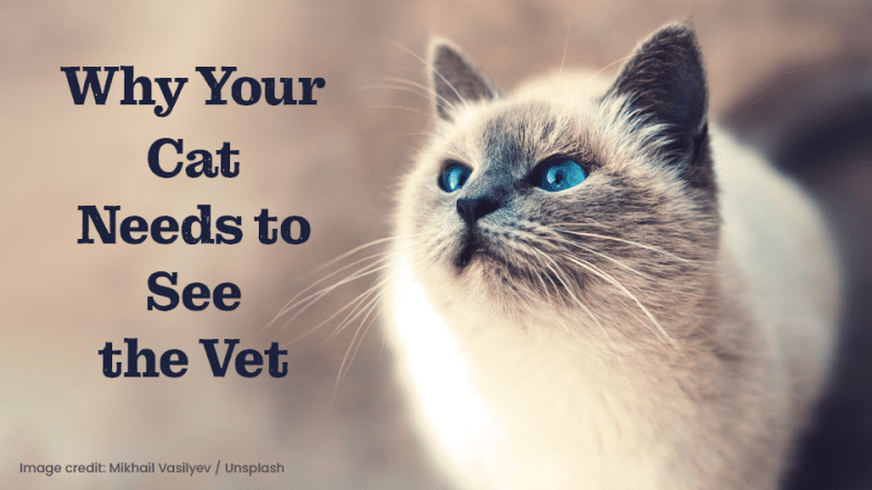 Siamese cat with blue eyes looks up beside text that reads, “Why Your Cat Needs to See the Vet.” Image credit: Mikhail Vasilyev / Unsplash.