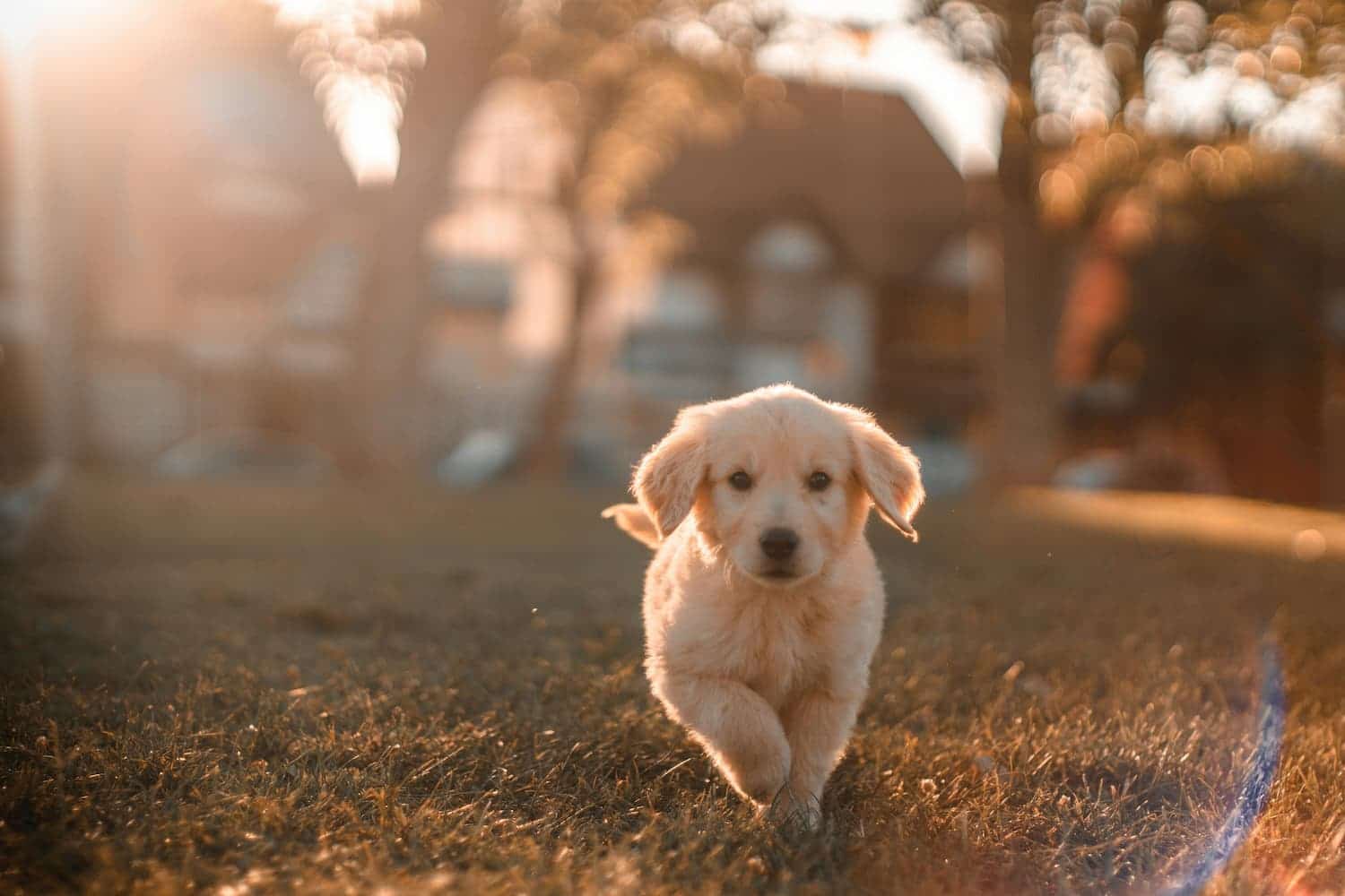 A golden retriever puppy runs on grass in warm sunlight, with trees and houses blurred in the background.
