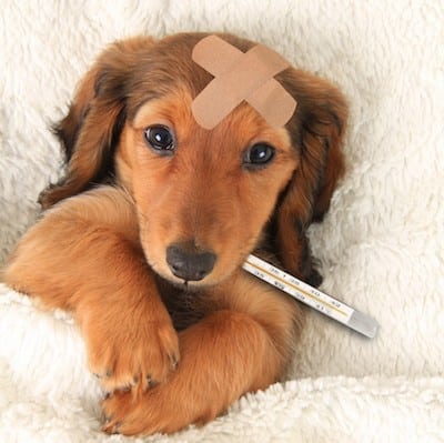 A puppy with a bandage on its head and a thermometer in its mouth lies on a white blanket.