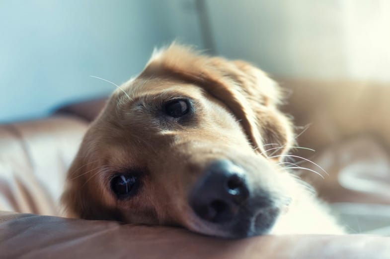 Close-up of a golden retriever lying on a brown couch, resting its head with soft lighting in the background.