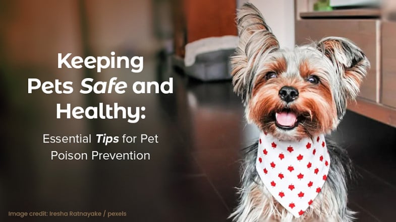 A small dog wearing a white bandana with red paw prints sits indoors next to text about pet poison prevention.