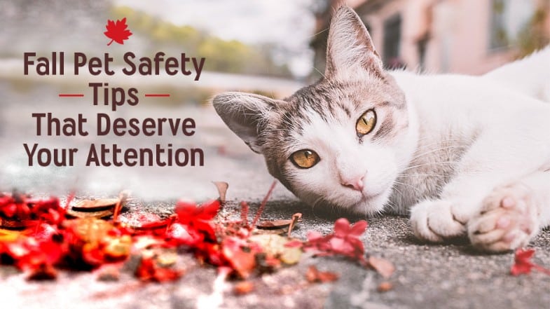 A cat lies on the ground next to red autumn leaves. Text reads: “Fall Pet Safety Tips That Deserve Your Attention” with a small maple leaf icon.