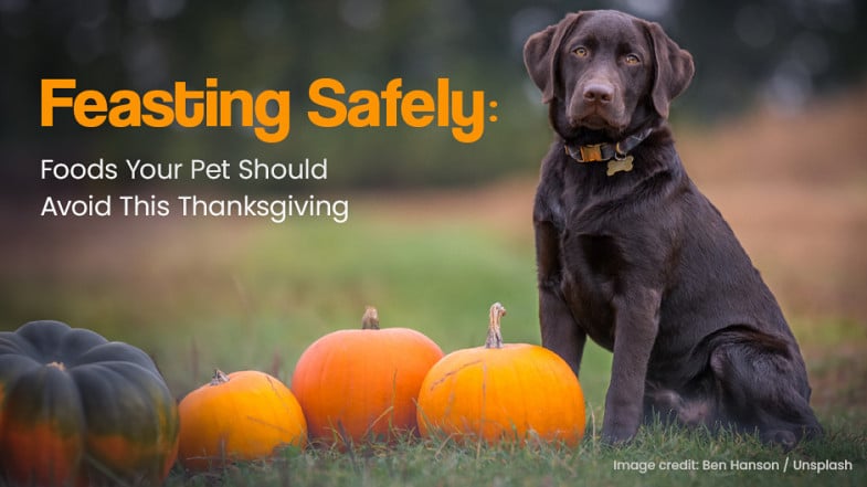 A chocolate Labrador sits beside pumpkins outdoors. Text reads, “Feasting Safely: Foods Your Pet Should Avoid This Thanksgiving.”.