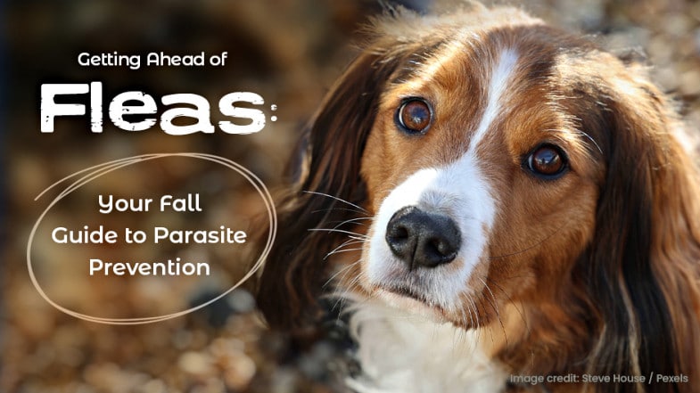A brown and white dog looks up; text reads “Getting Ahead of Fleas: Your Fall Guide to Parasite Prevention.” Image credit: Steve House / Pexels.