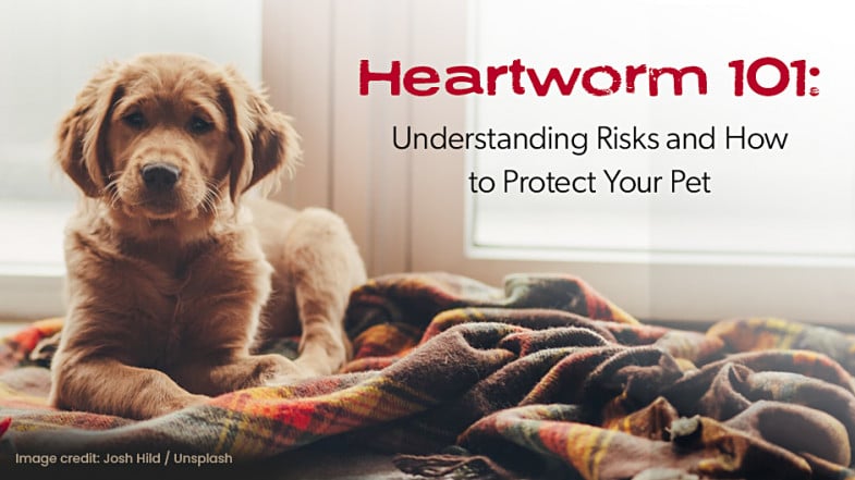 A golden retriever puppy sits on a blanket by a window. Text reads: Heartworm 101: Understanding Risks and How to Protect Your Pet.
