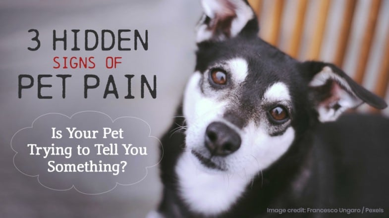 A black and white dog looks at the camera with the text “3 Hidden Signs of Pet Pain. Is Your Pet Trying to Tell You Something?” displayed over the image.