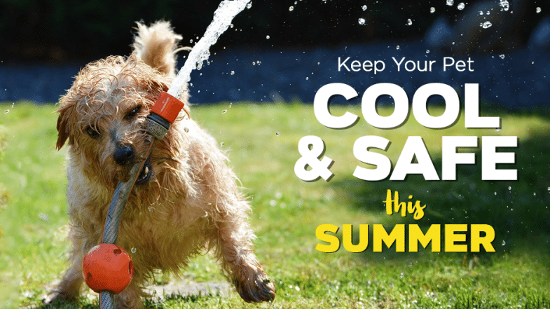 A wet dog bites a watering hose, with water spraying out. Text reads: “Keep your pet cool & safe this summer.” The scene is outdoors on green grass.