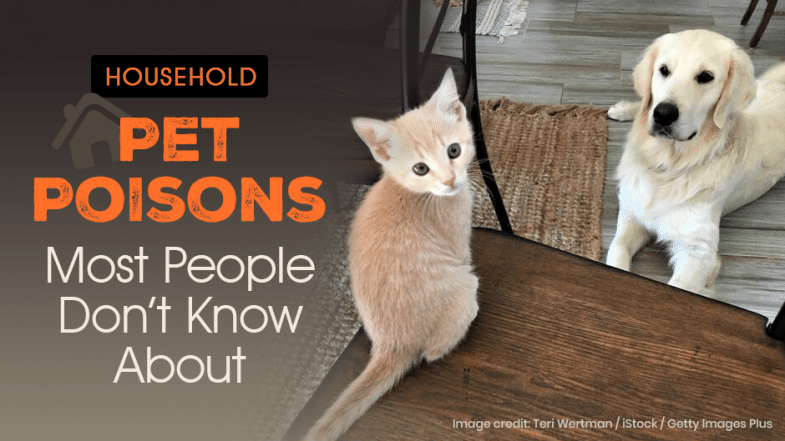 A light orange kitten and a white dog sit on a wood floor near a rug; text warns about household pet poisons most people don’t know about.