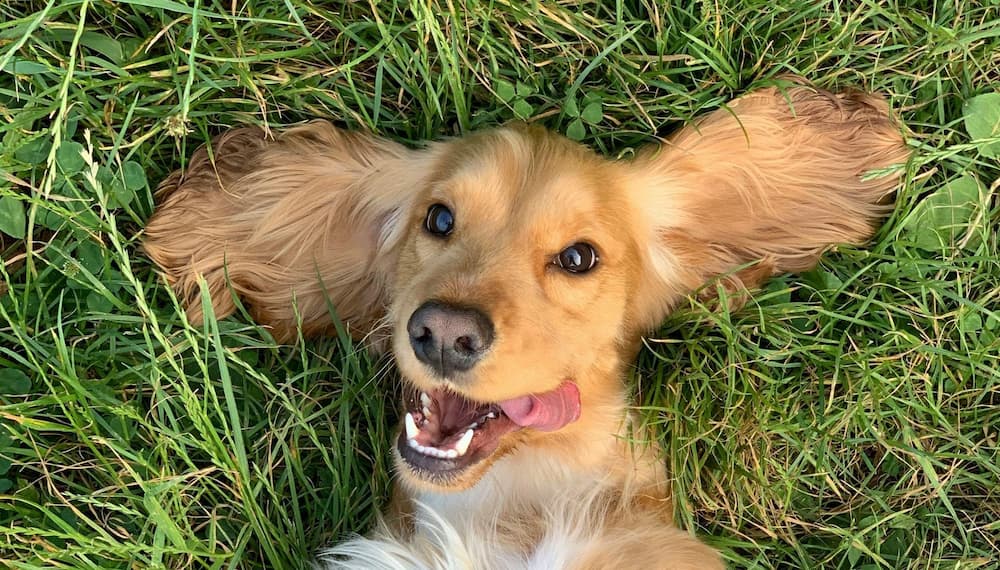 A golden cocker spaniel lies on its back in grass, with ears spread wide and tongue out, looking up at the camera.