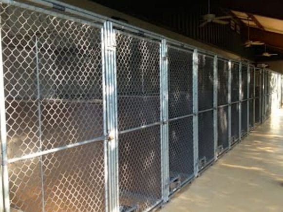 A row of empty metal chain-link kennels is shown indoors, with sunlight casting shadows on the concrete floor.