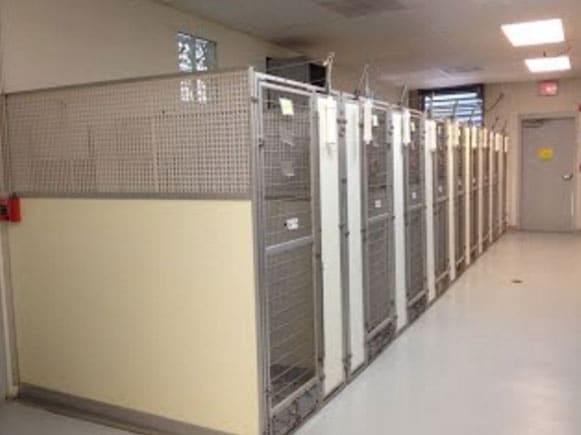 A row of empty metal and wire animal kennels lines the wall of a brightly lit, clean indoor facility.