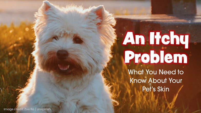 A fluffy white dog sits on grass next to a bench at sunset. Text reads, “An Itchy Problem: What You Need to Know About Your Pet’s Skin.”.