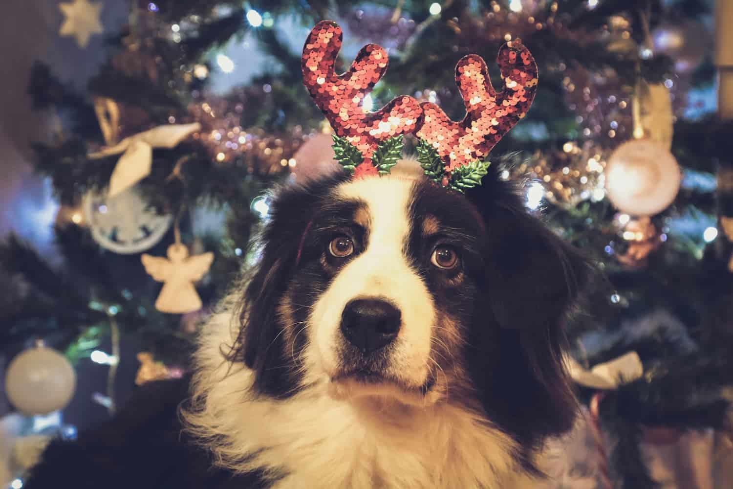 A dog with black and white fur wears red sequin antlers in front of a decorated Christmas tree with lights and ornaments.