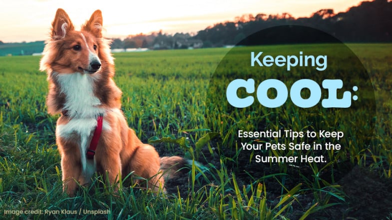 A dog sits in a grassy field at sunset next to text reading, “Keeping cool: Essential tips to keep your pets safe in the summer heat.”.
