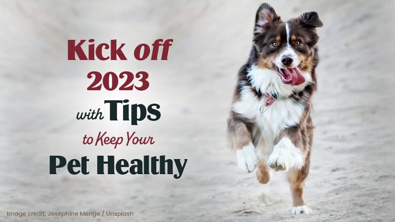 A brown and white dog runs on sand next to text that reads, “Kick off 2023 with tips to keep your pet healthy.”.