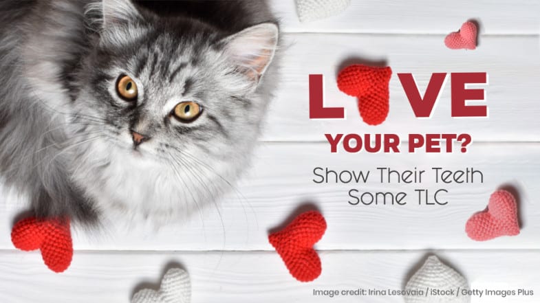A fluffy gray cat lies next to red and white heart decorations with text promoting pet dental care on a white wooden surface.