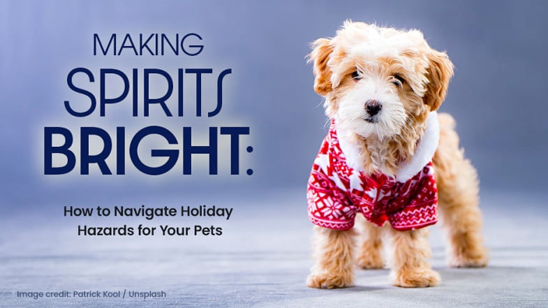 A small dog in a red holiday sweater stands on a blue surface next to text about navigating holiday hazards for pets.