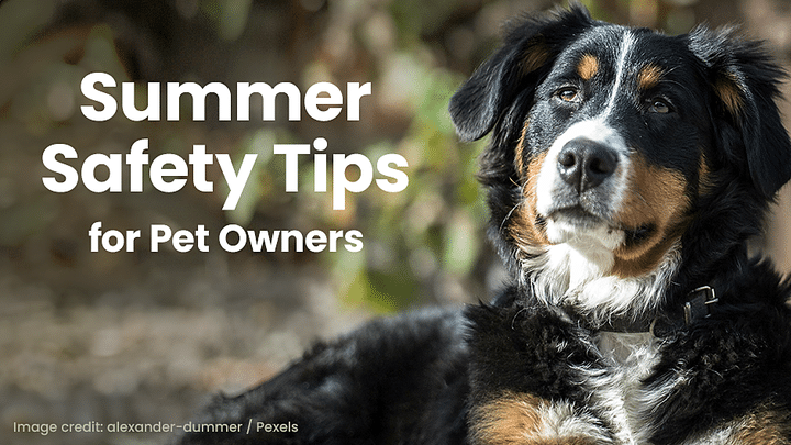 A black and brown dog lying outdoors with the text “Summer Safety Tips for Pet Owners” displayed beside it.