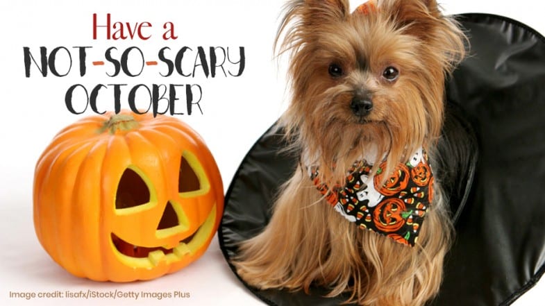 A small dog in a Halloween-themed scarf sits next to a carved pumpkin and a witch’s hat. Text reads: “Have a NOT-SO-SCARY OCTOBER.”.