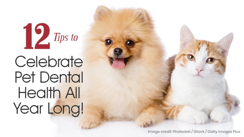 A Pomeranian dog and an orange and white cat sit side by side on a white background next to text about pet dental health tips.
