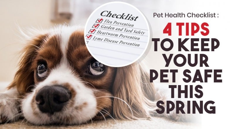 A dog lies on the floor next to a checklist, with text: “4 Tips to Keep Your Pet Safe This Spring” and pet health safety reminders.