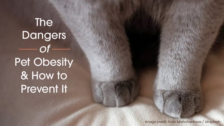 Close-up of an overweight cat’s legs and paws, with text discussing the dangers of pet obesity and prevention tips.