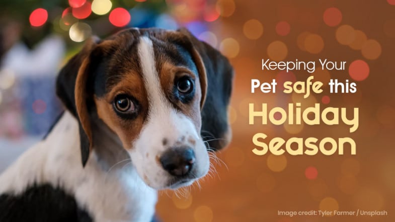 A dog with a curious expression sits indoors in front of blurred holiday lights, with text about keeping pets safe this holiday season.