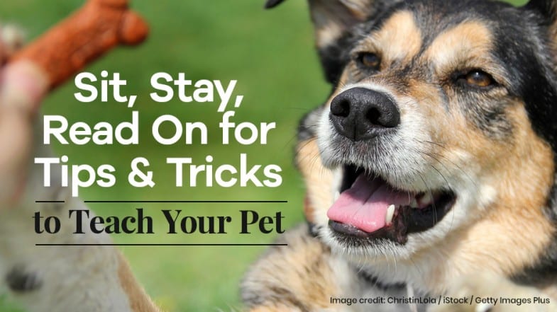 A happy dog looks at a hand holding a treat, with text about tips and tricks to teach your pet.