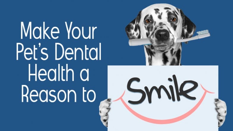 Dalmatian holding a toothbrush in its mouth and a sign with a smiling mouth, next to text promoting pet dental health.