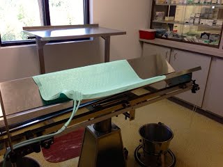 A stainless steel veterinary exam table with a green mat, located in a clinic room with cabinets, supplies, and a window.