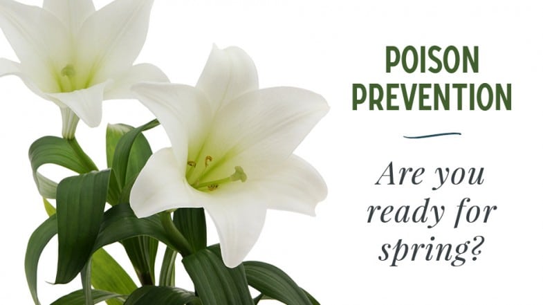 White lilies with green leaves next to text reading “POISON PREVENTION Are you ready for spring?” on a white background.